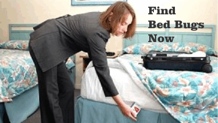 Find Bed Bugs Now